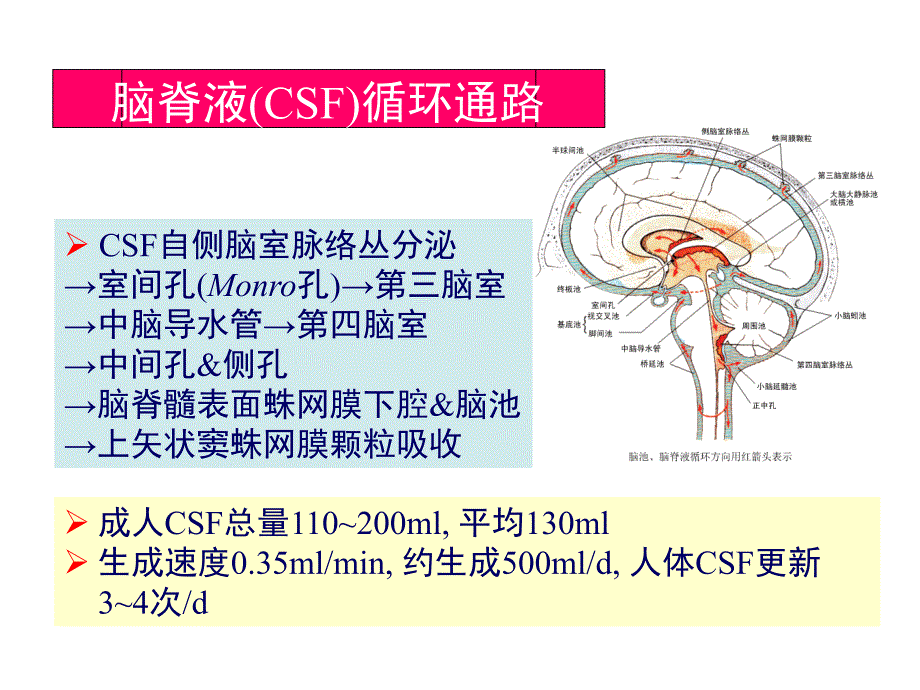 颅脑影像解剖与病变3_第4页