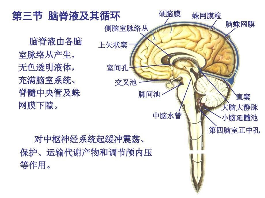 颅脑影像解剖与病变3_第5页