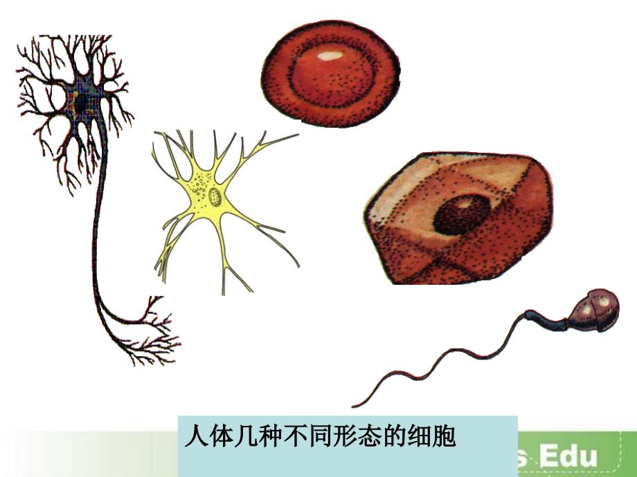 091神经调节2_第3页