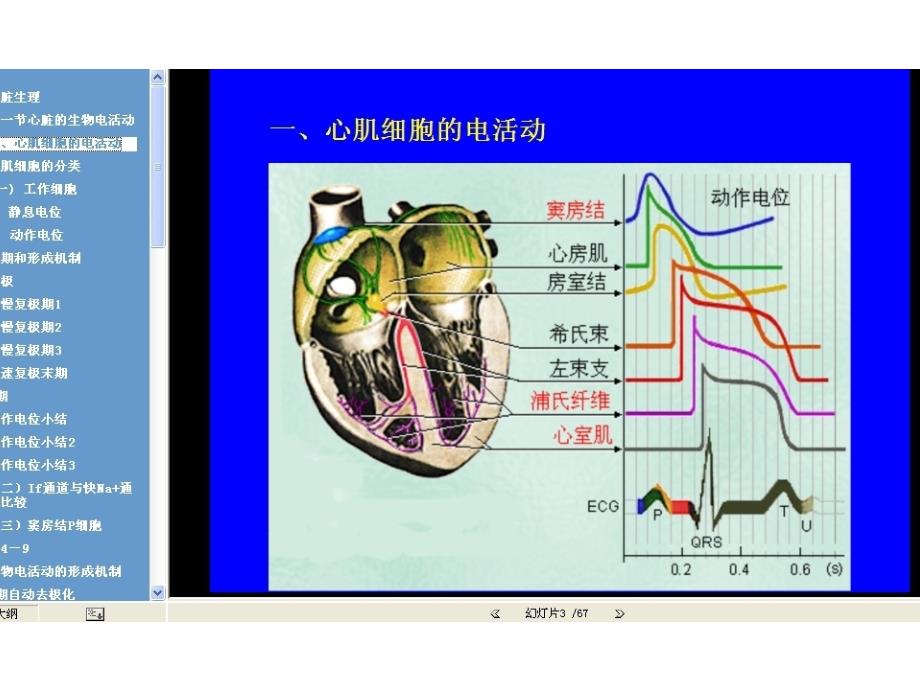 中南大学 生理学 第四章血液循环（上）心脏生理_生理学教学资料_第3页