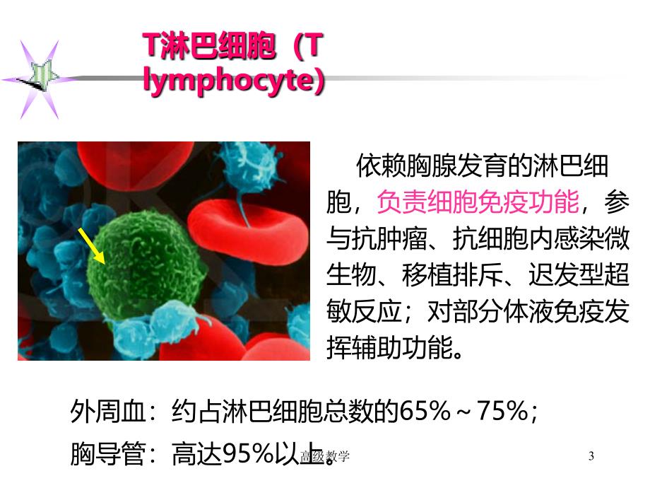 T淋巴细胞【专业技术】_第3页