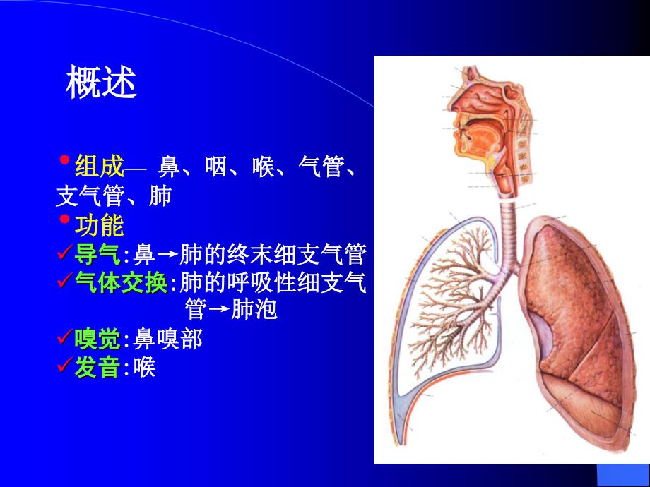 组胚呼吸系统_第3页