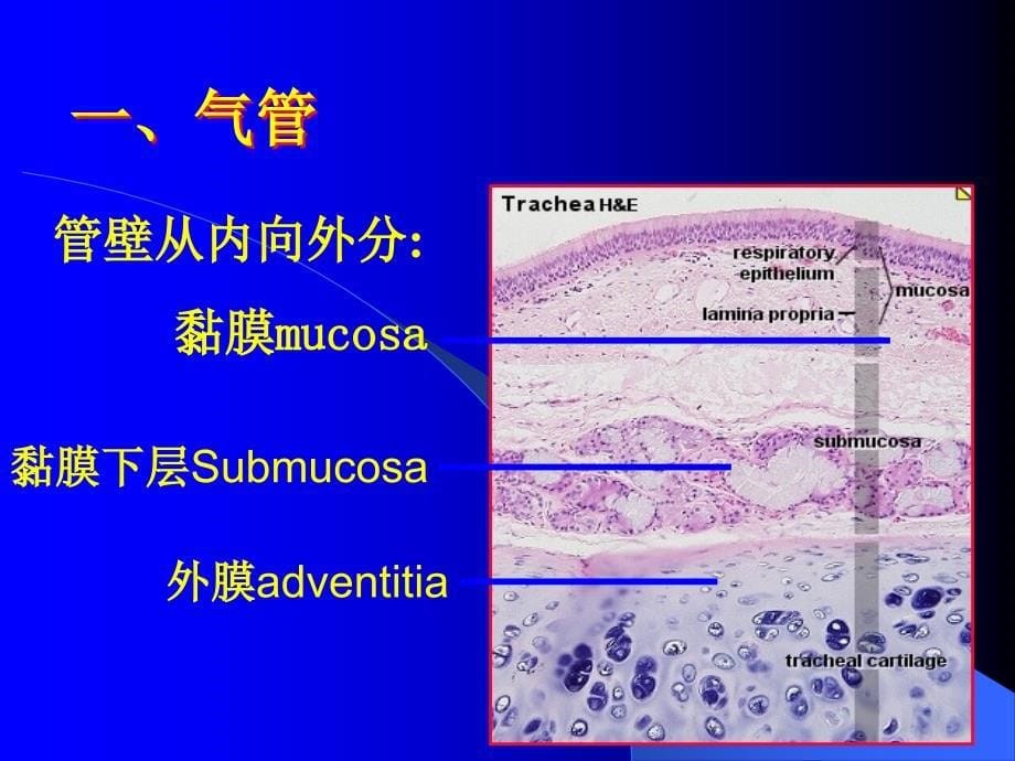 组胚呼吸系统_第5页