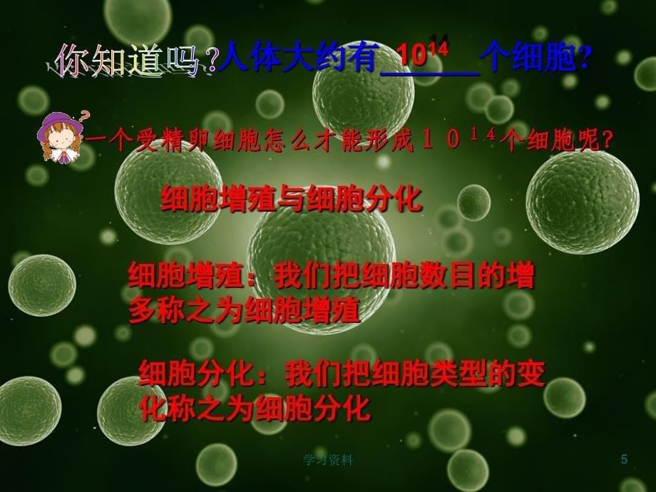 细胞的增殖公开课学习资料_第5页