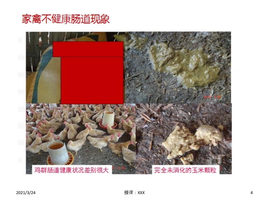 健康无抗养殖酸化剂PPT课件_第4页