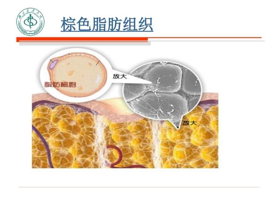 新生儿寒冷综合征的护理ppt课件.ppt_第5页