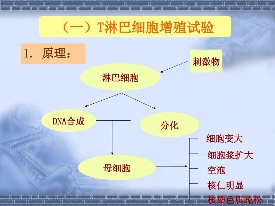 免疫细胞功能检测技术概述_第5页