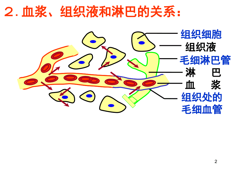 人教版高二生物必修三详细复习知识点.ppt_第2页