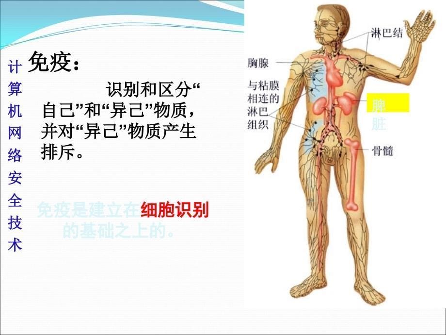 动物体的细胞识别和免疫_第5页