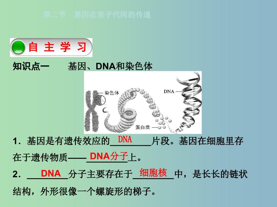 八年级生物下册7.2.2基因在亲子代间的传递课件新版新人教版.ppt_第3页