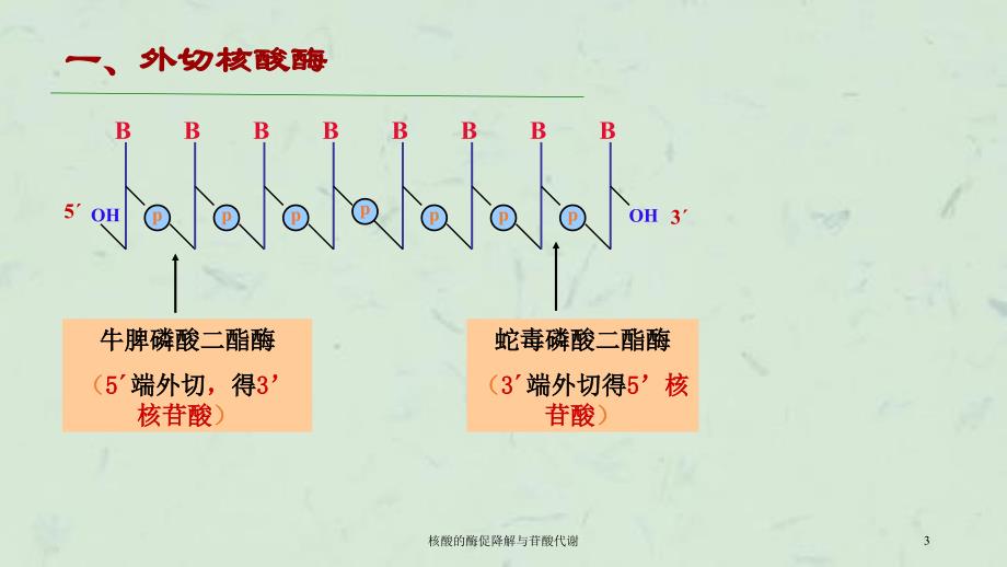 核酸的酶促降解与苷酸代谢课件_第3页