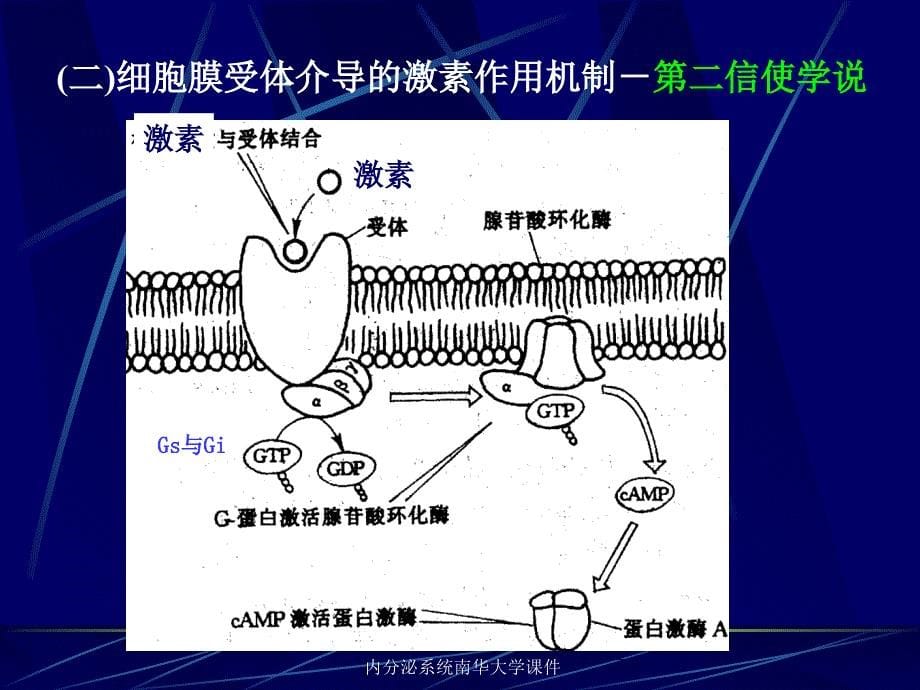 内分泌系统南华大学课件_第5页