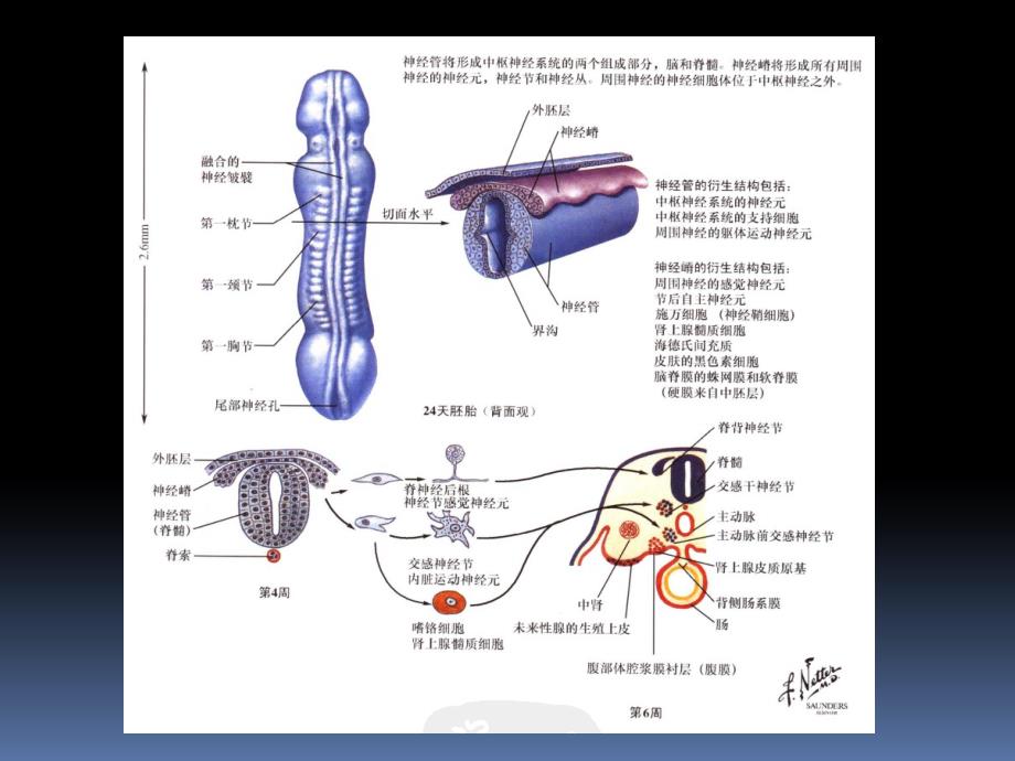 神经解剖学：06-04 CNS概况_第4页