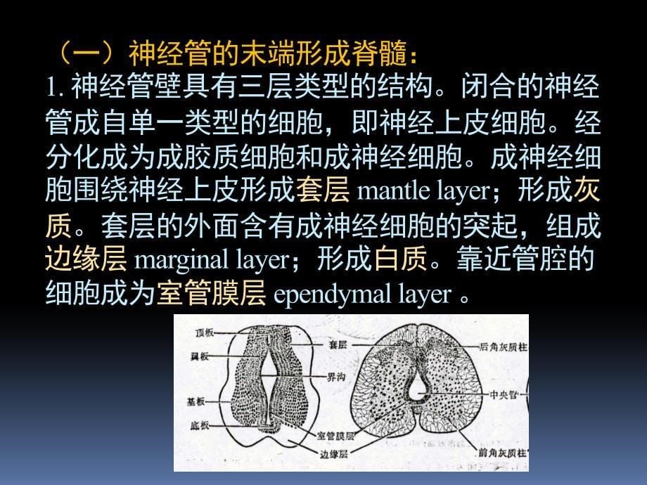 神经解剖学：06-04 CNS概况_第5页