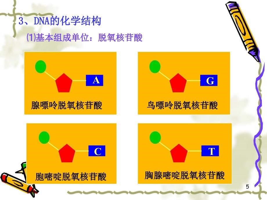 人教版教学课件分子与细胞第二章第3节核酸课件_第5页