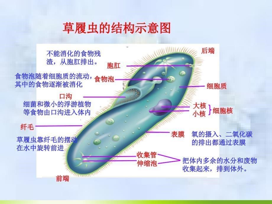 用显微镜放大镜观察草履虫的运动和外形._第5页