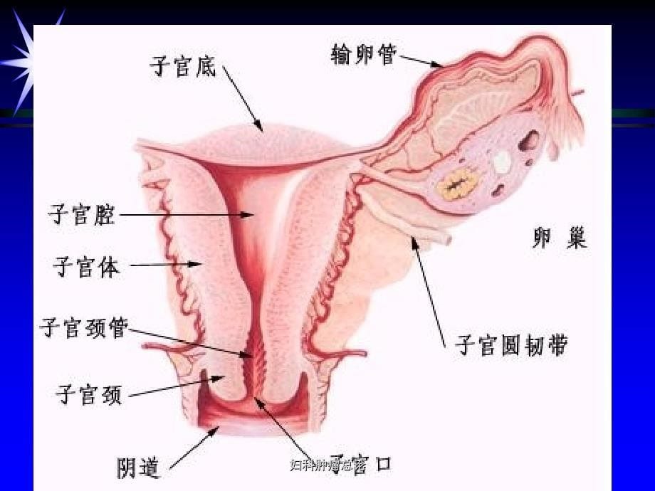 妇科肿瘤总论课件_第5页