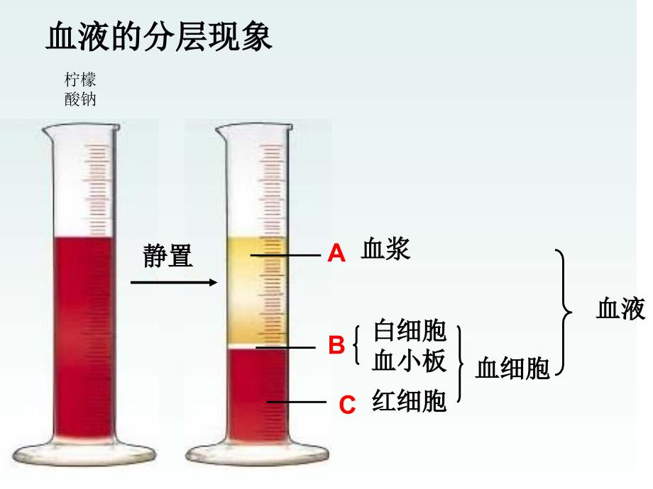 《人体内的物质运输》复习课件_第4页