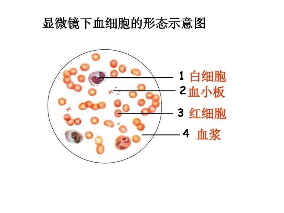 《人体内的物质运输》复习课件_第5页