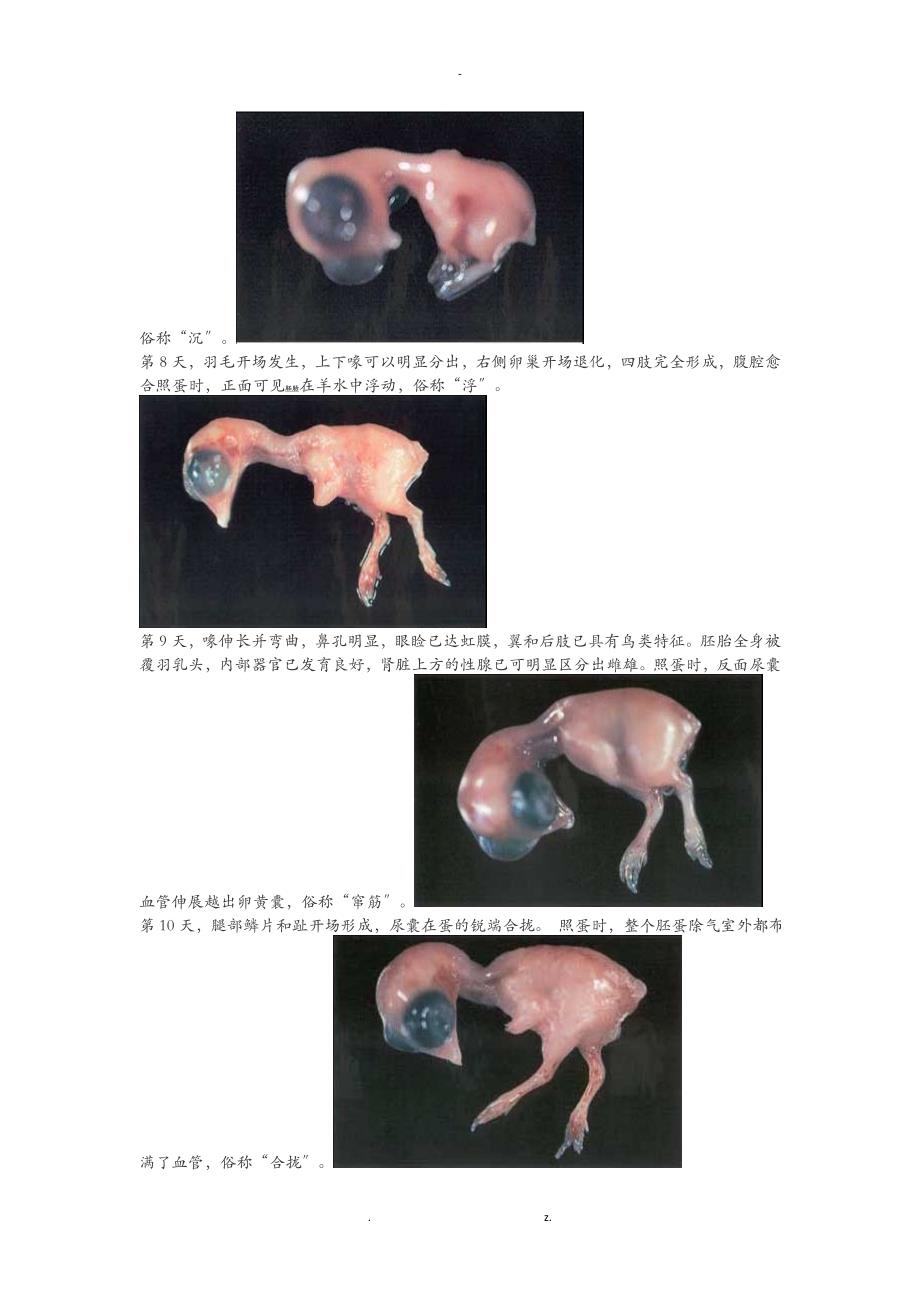 种蛋孵化21天胚胎发育过程描述及每日胚胎变化图_第3页