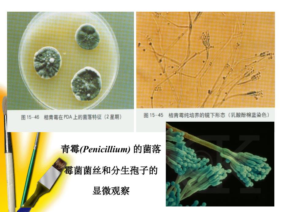 微生物 第二章 真核微生物的形态、构造和功能白色模版_第4页