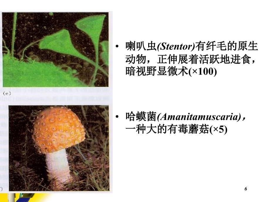 微生物 第二章 真核微生物的形态、构造和功能白色模版_第5页