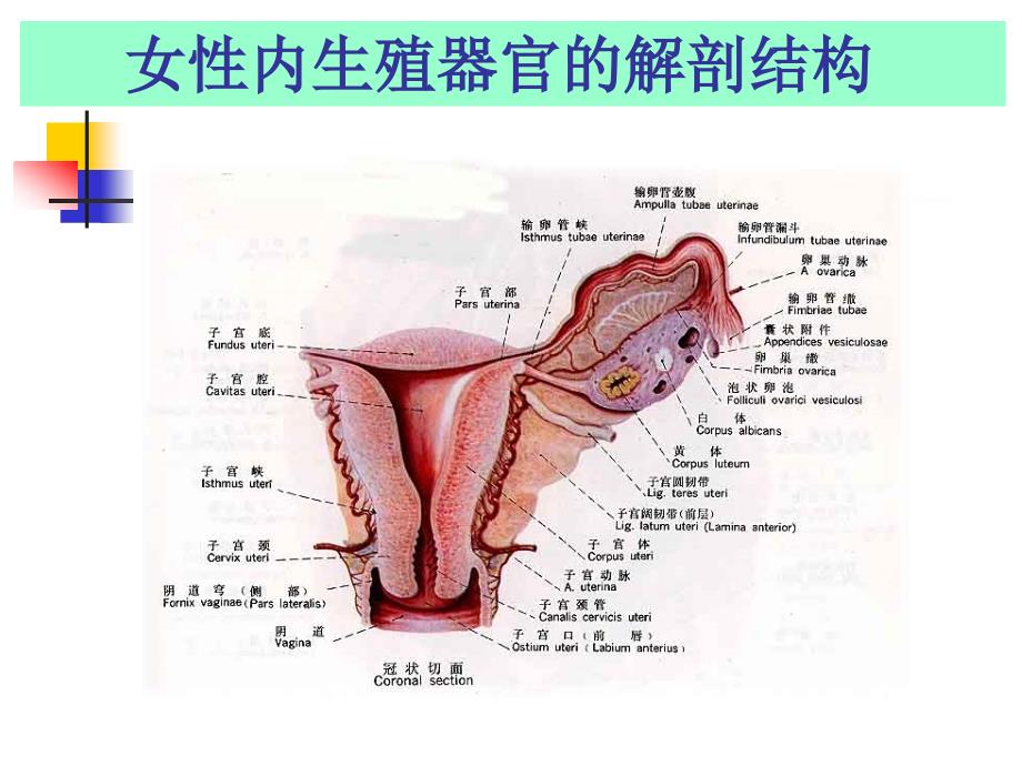 妇科生殖保健ppt课件_第3页