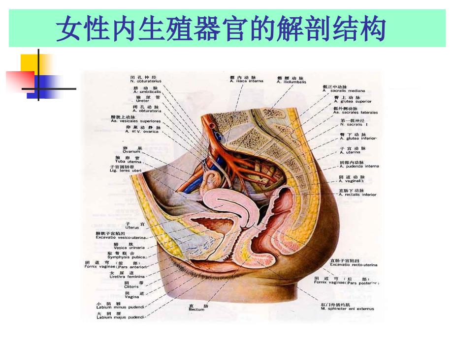 妇科生殖保健ppt课件_第4页