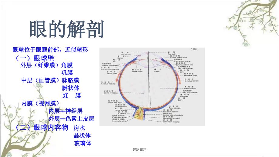 眼球超声课件_第2页