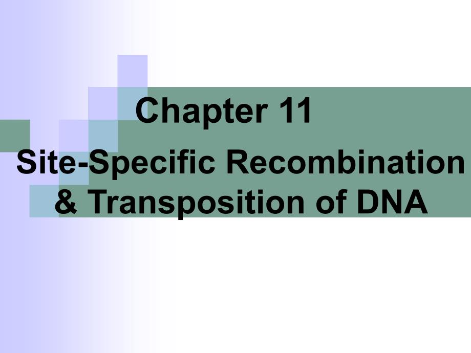 分子生物学教学课件：11 章 Site-Specific Recombination &amp; Transposition of DNA_第2页