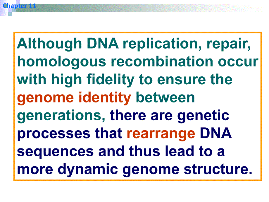 分子生物学教学课件：11 章 Site-Specific Recombination &amp; Transposition of DNA_第3页