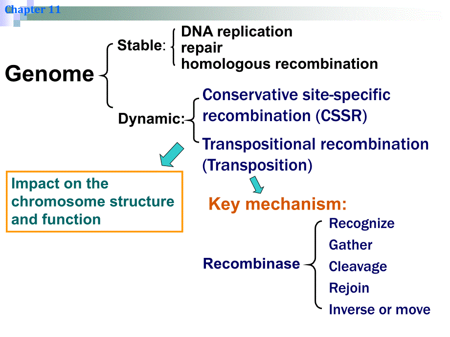 分子生物学教学课件：11 章 Site-Specific Recombination &amp; Transposition of DNA_第4页