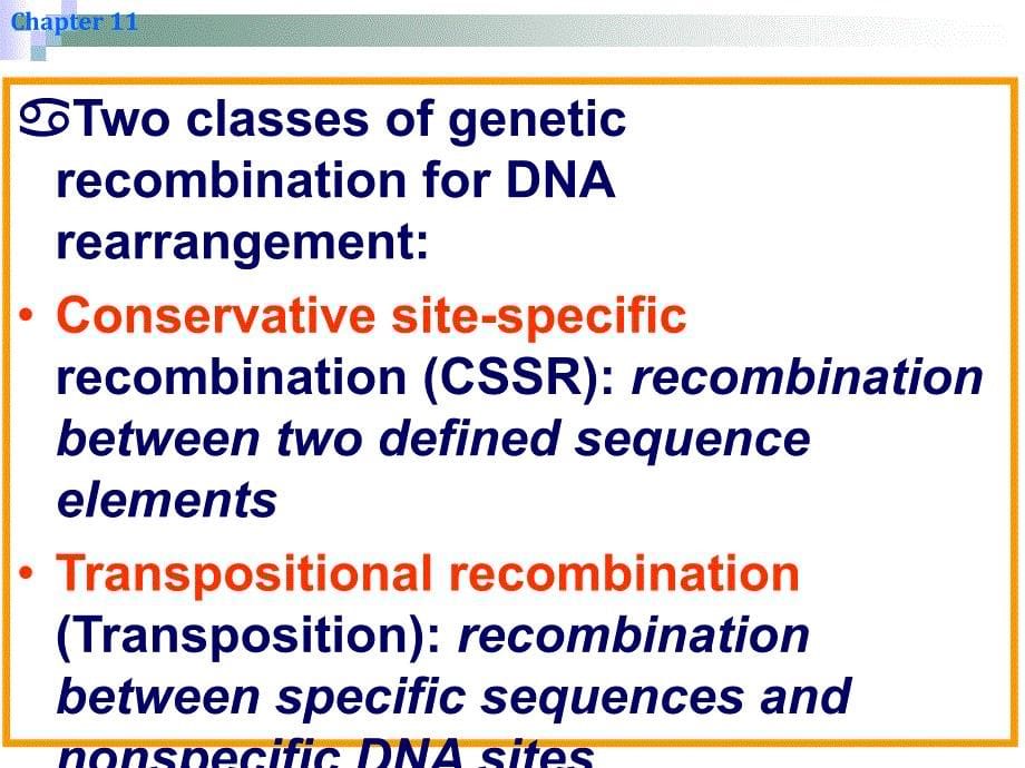 分子生物学教学课件：11 章 Site-Specific Recombination &amp; Transposition of DNA_第5页