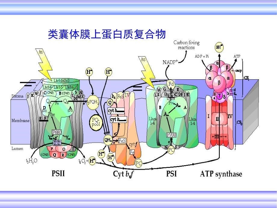 生物化学光合作用课堂PPT_第5页