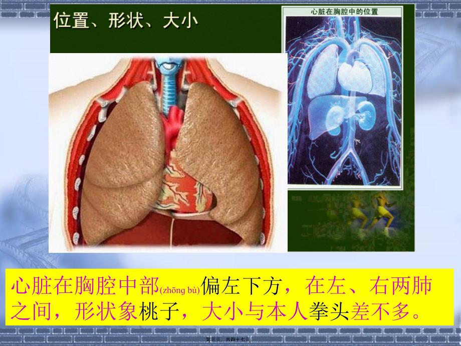 医学专题一.4.3输送血液的泵—心脏(46张ppt)_第3页