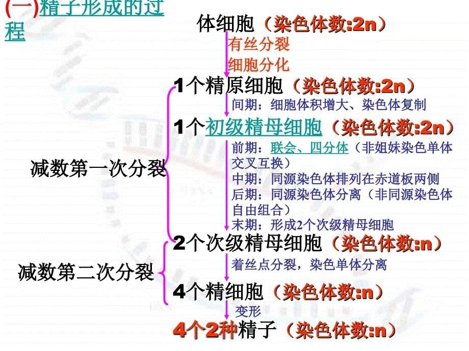 2.1减数分裂和受精作用复习课件1_第5页