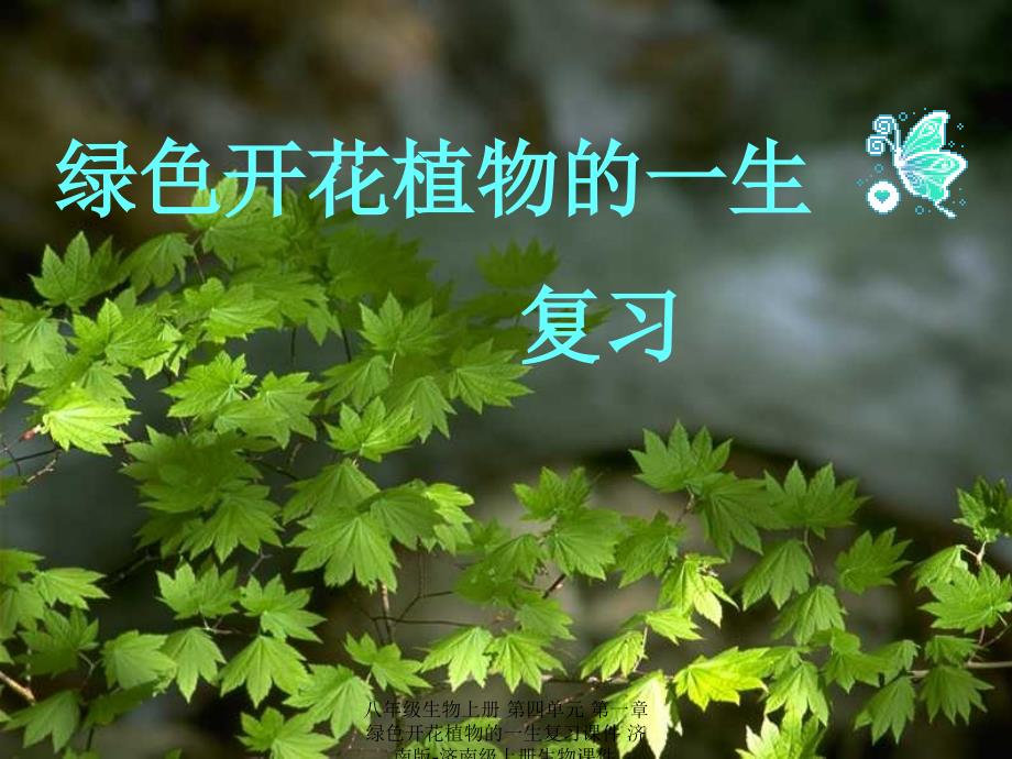 最新八年级生物上册第四单元第一章绿色开花植物的一生复习课件_第1页