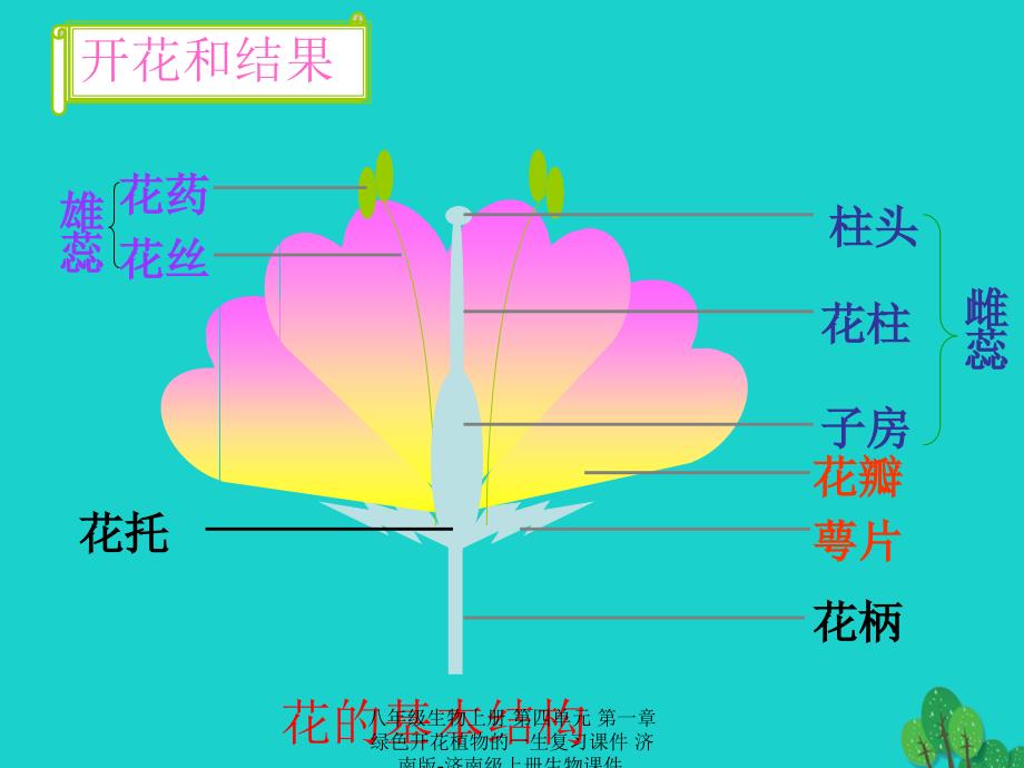 最新八年级生物上册第四单元第一章绿色开花植物的一生复习课件_第2页