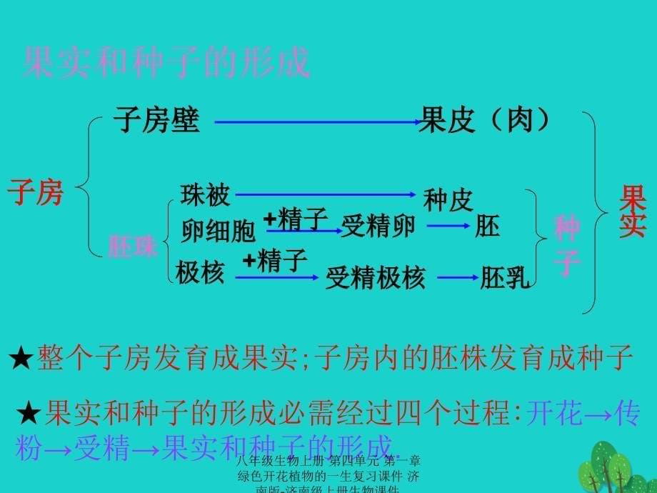 最新八年级生物上册第四单元第一章绿色开花植物的一生复习课件_第5页