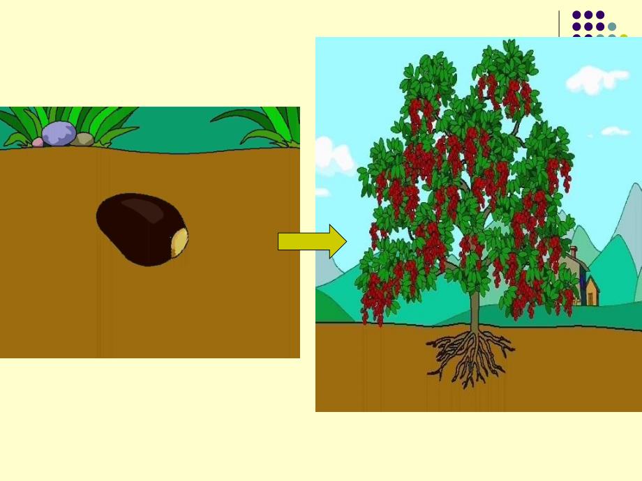 初中生物七年级上册种子植物_第4页