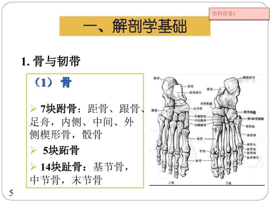 关节运动学 足和足弓（行业荟萃）_第5页