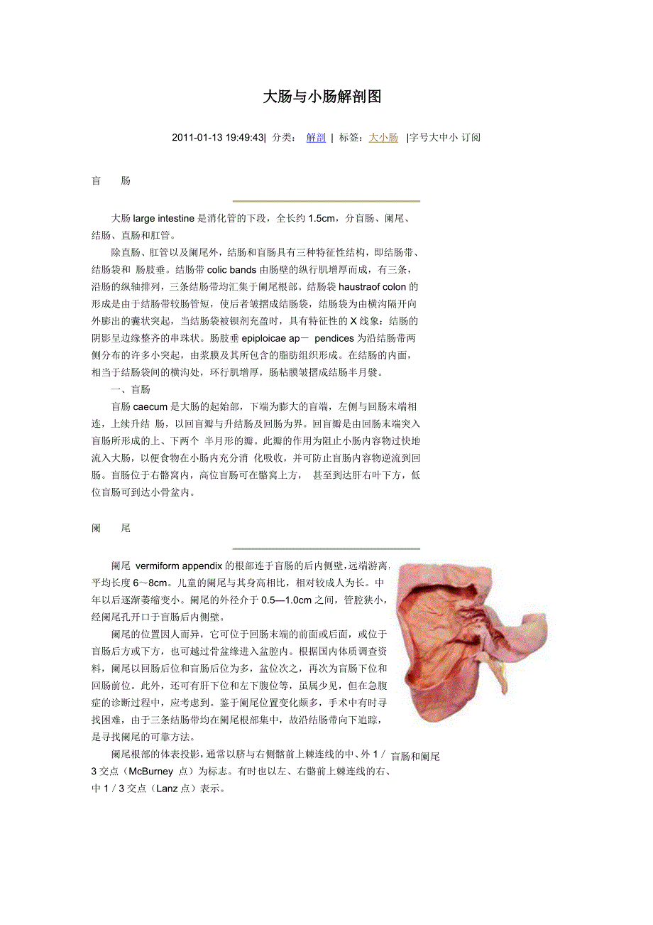 大肠与小肠解剖图.doc_第1页