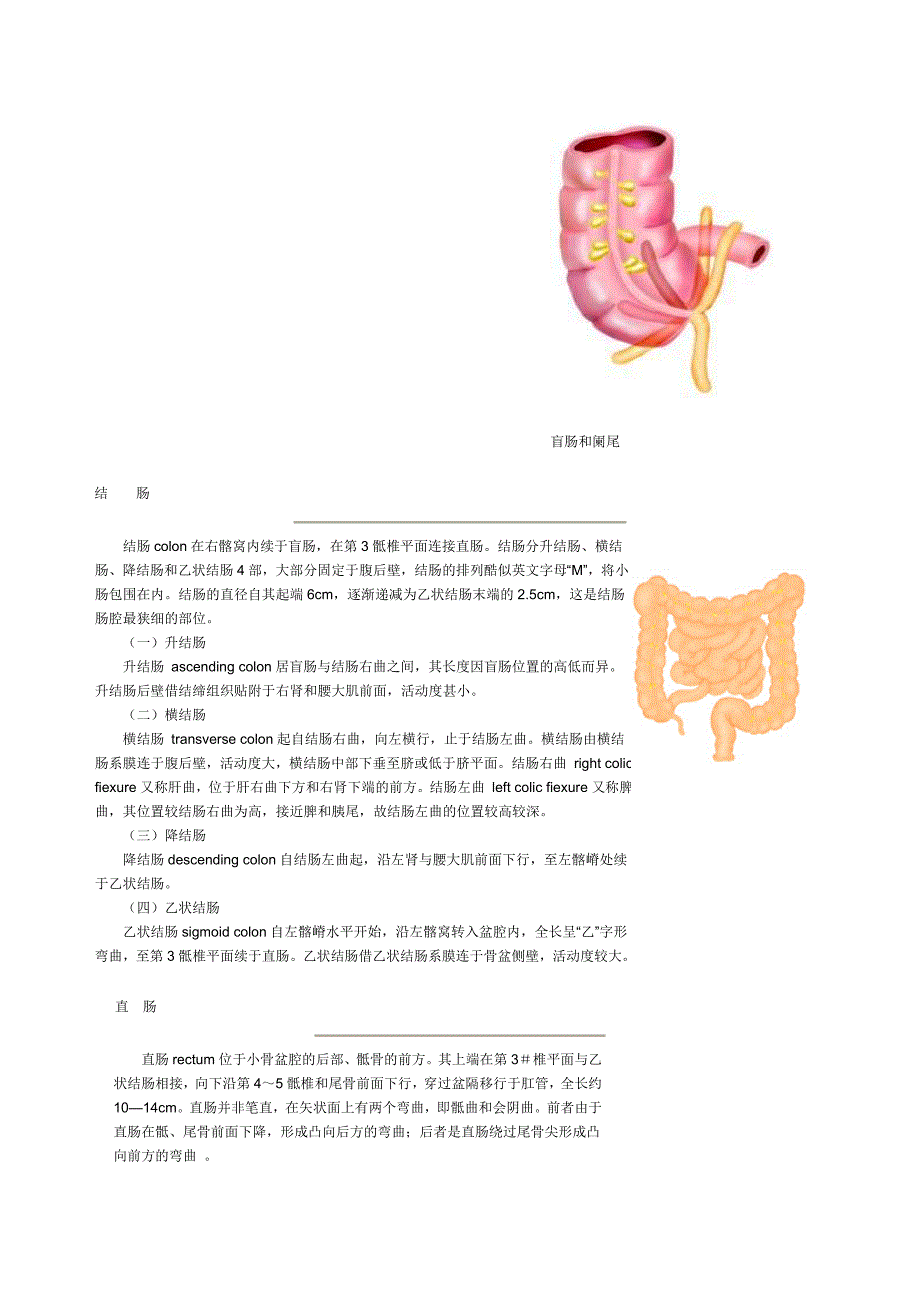 大肠与小肠解剖图.doc_第2页