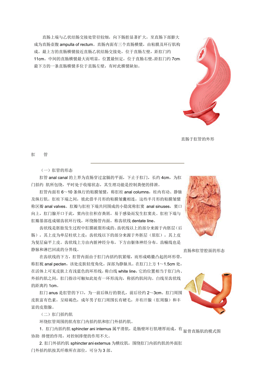 大肠与小肠解剖图.doc_第3页