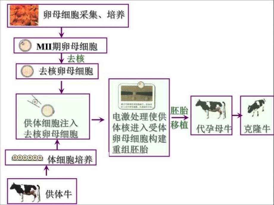 动物体细胞核移植技术和克隆动物教学提纲_第5页