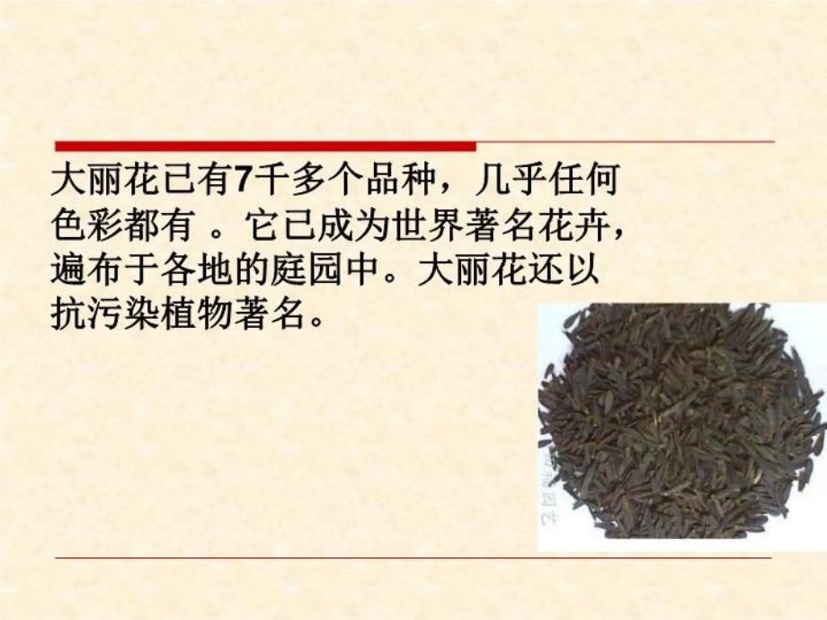 最新大丽花PPT课件_第4页