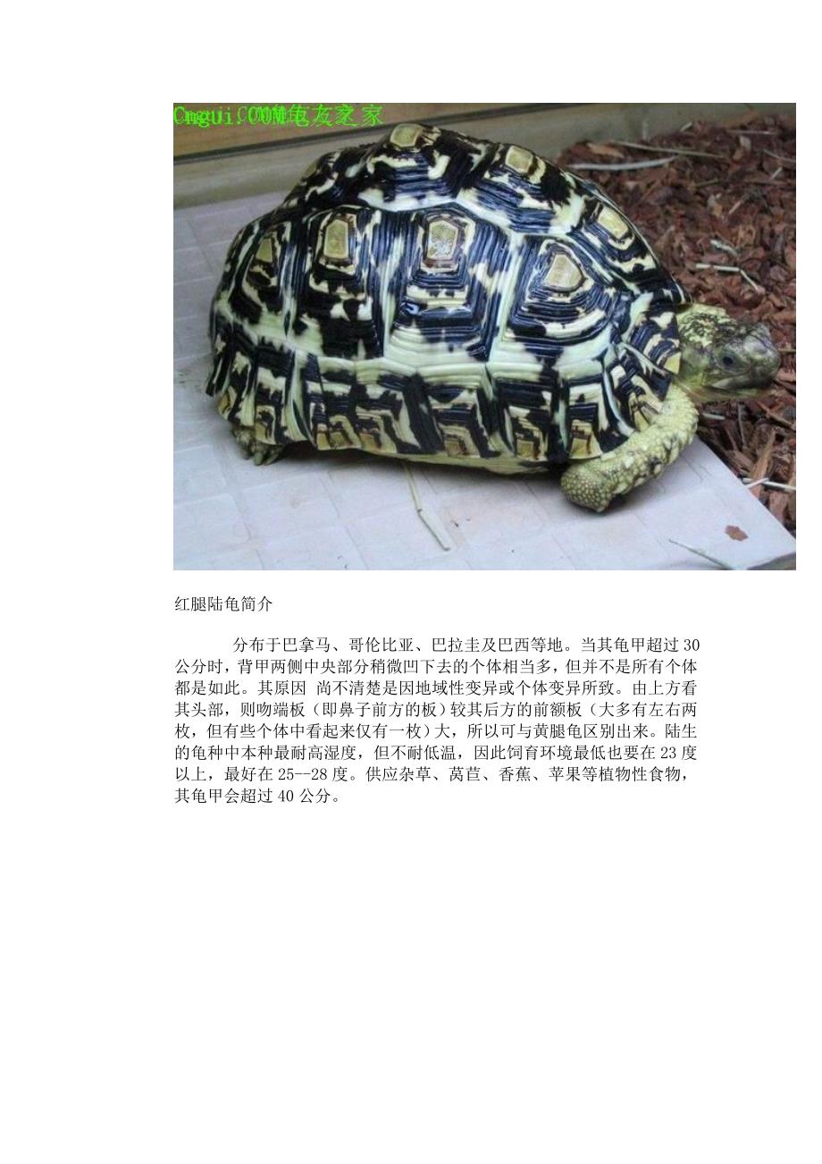 常见的各种陆龟简介.doc_第4页