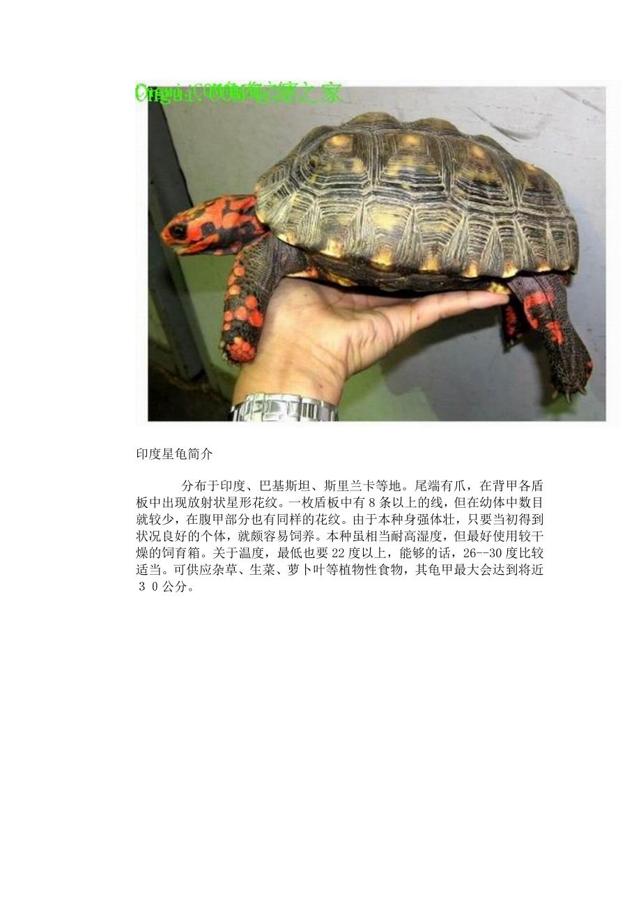 常见的各种陆龟简介.doc_第5页