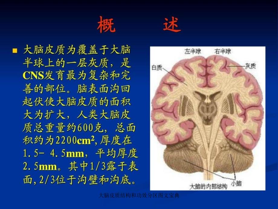 大脑皮质结构和功效分区图文宝典_第2页