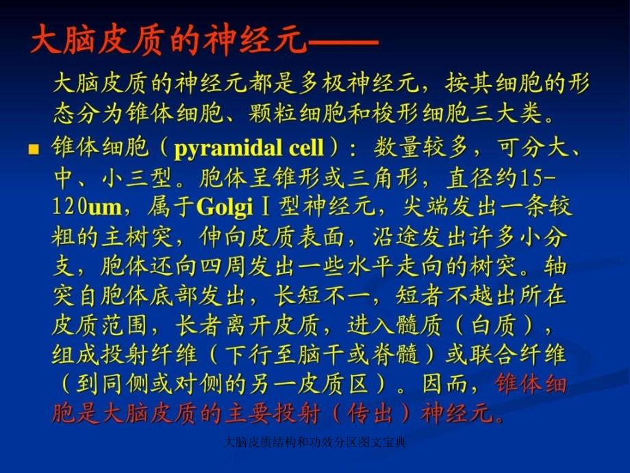 大脑皮质结构和功效分区图文宝典_第4页